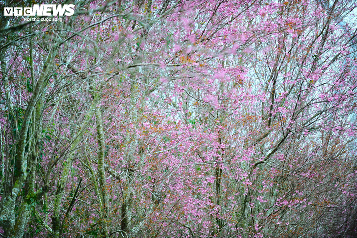 Những cánh hoa mai anh đào nở thành từng chùm, nhuộm tím cả một khung trời mơ mộng.