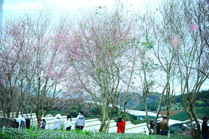 Khung cảnh nên thơ khiến nhiều du khách say mê khi đến với Cầu Đất những ngày này.