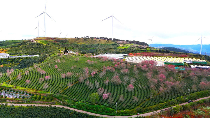 Trong nắng sớm ban mai, mai anh đào hồng tím tô điểm thêm cho đồi chè Cầu Đất chút sắc xuân đang cận kề làm say đắm du khách.
