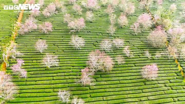 Khi mai anh đào đua nở, vườn chè như khoác lên mình màu áo mới xinh xắn, dễ thương.