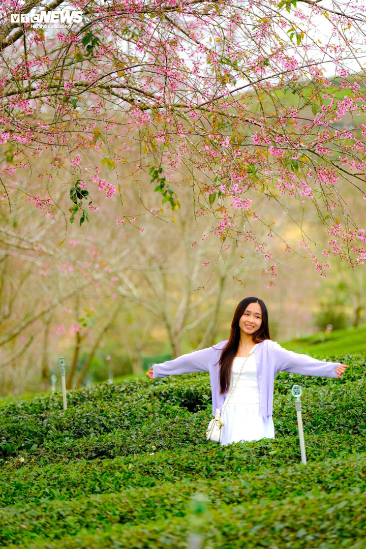 Chị Lê Ngọc Trúc Vy, đến từ Khánh Hòa chia sẻ, biết tin mai anh đào nở rộ, chị cùng những người bạn điều khiển xe máy lên Đà Lạt, trải nghiệm. "Cung đường từ Phan Rang lên Đà Lạt phải leo đèo, dốc quanh co với chặng đường gần 100km nên khá vất vả. Vậy nhưng khi đến đồi chè, được ngắm nhìn không gian lãng mạn thì mọi mệt mỏi tan biến", Trúc Vy vui vẻ nói.