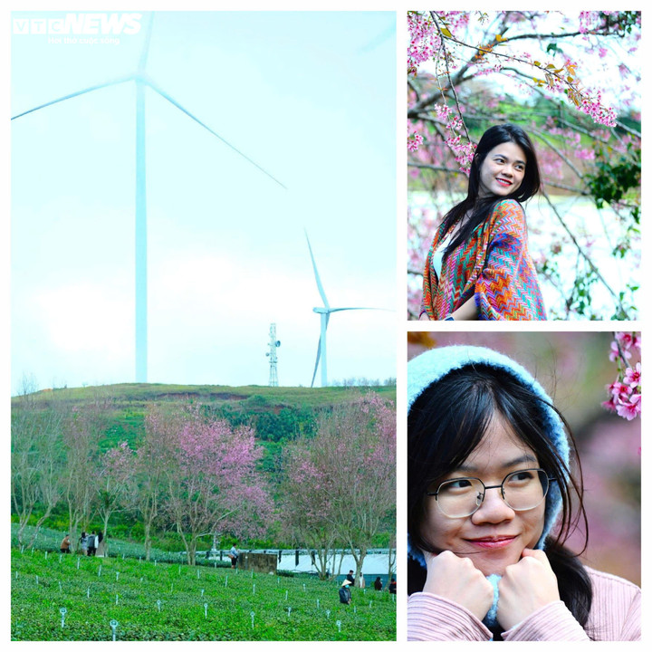 Theo các du khách, mỗi khi hoa mai anh đào nở, Đà Lạt luôn chiếm lấy trái tim họ một cách tự nhiên vì không gian, cảnh sắc nơi đây mang lại sự bình yên và thư thả đến lạ kỳ.