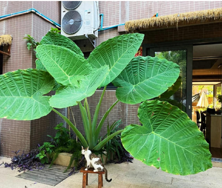 Nhiều người rất thích trồng cây tai voi trong nhà, vì chúng đẹp và dễ chăm sóc.