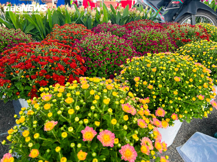 Nhiều giống hoa kiểng Sa Đéc được giới thiệu và bán qua livestream, từ hoa truyền thống đến các loại hoa mới phục vụ thị trường Tết.