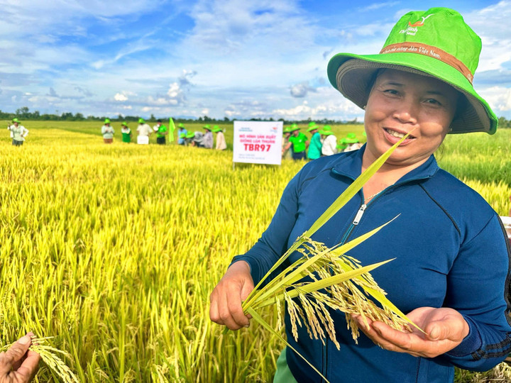 'Vàng mười' trên đất khó: Nông dân thở phào nhờ giống lúa TBR97 - 2