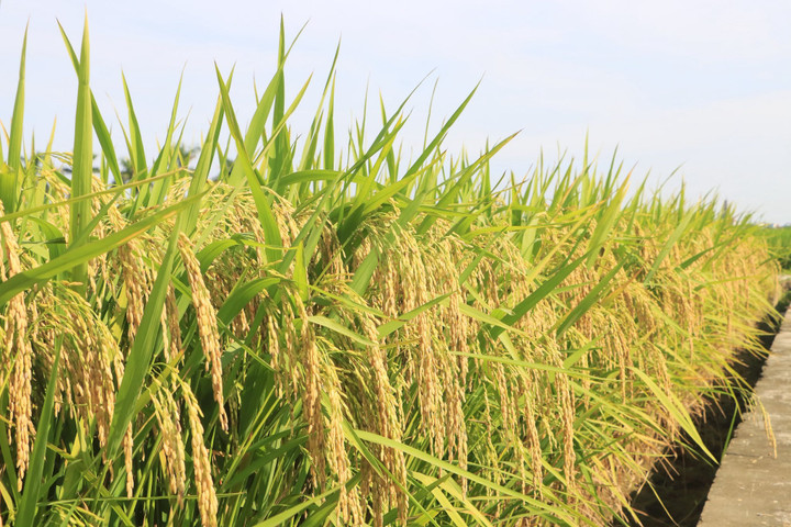 Giống lúa 'ăn chắc mặc bền' hóa giải nỗi lo chi phí sản xuất - 2