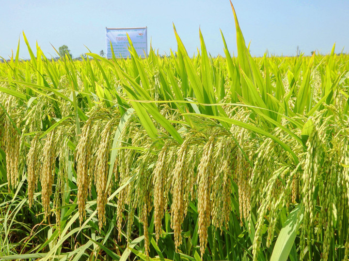 Giống lúa 'ăn chắc mặc bền' hóa giải nỗi lo chi phí sản xuất - 3