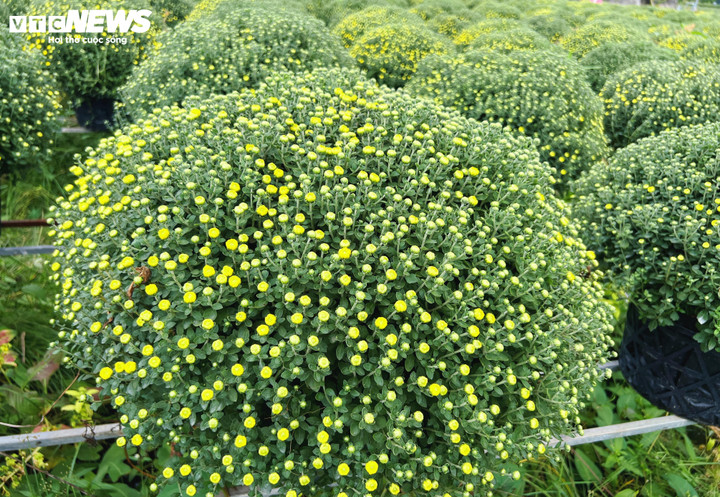 Hoa cúc mâm xôi bung nở sớm, khiến nhiều nhà vườn lo lắng đầu ra dịp Tết. (Ảnh: Nguyễn Liến)