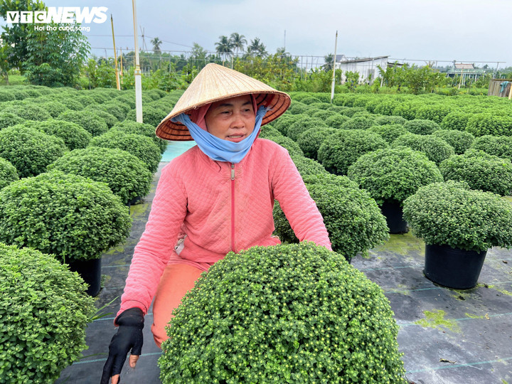 Bà Hồng lo lắng để giữ hoa nở đúng Tết sẽ phải tốn thêm nhiều chi phí. (Ảnh: Nguyễn Liến)