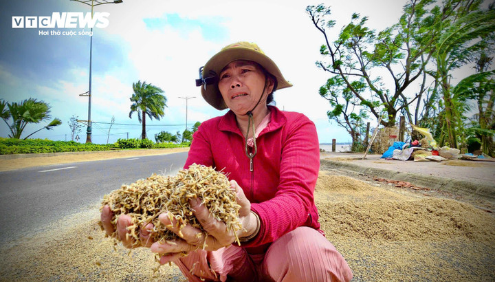 Sau trận lũ, người dân Đắk Lắk phơi những bao thóc đã mọc mầm, chỉ có thể để làm thức ăn cho gia súc, gia cầm. (Ảnh: Nguyễn Gia)