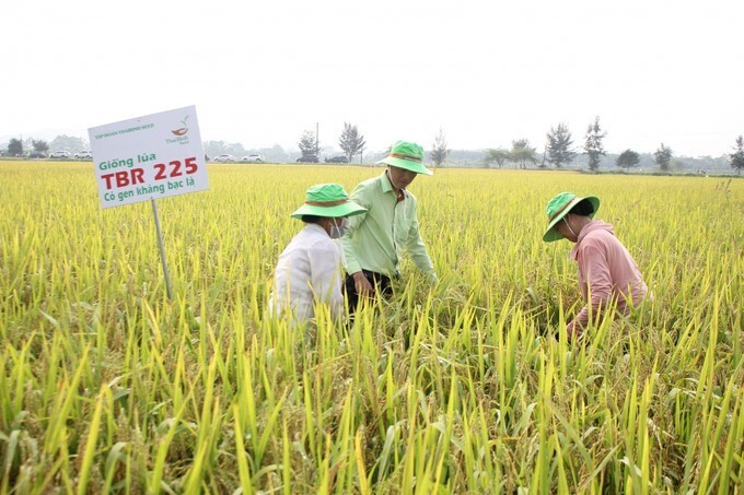 Giống lúa 'ăn chắc mặc bền' hóa giải nỗi lo chi phí sản xuất - 1