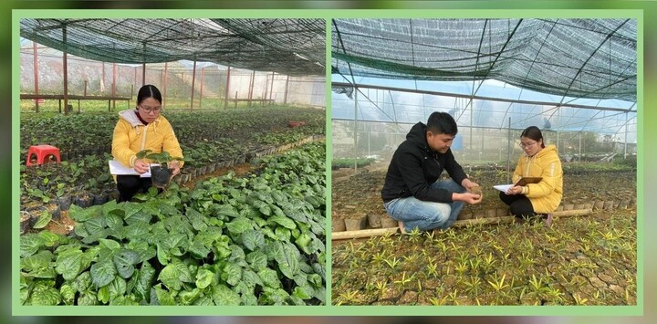 Công tác bảo tồn các loài cây đặc hữu đang được triển khai theo hai hướng song song: bảo tồn tại chỗ, nhằm duy trì quần thể trong sinh cảnh tự nhiên ở đai cao Fansipan; và bảo tồn chuyển vị, thông qua việc thu thập hạt giống để nhân giống tại vườn ươm. (Ảnh: Vườn quốc gia Hoàng Liên)