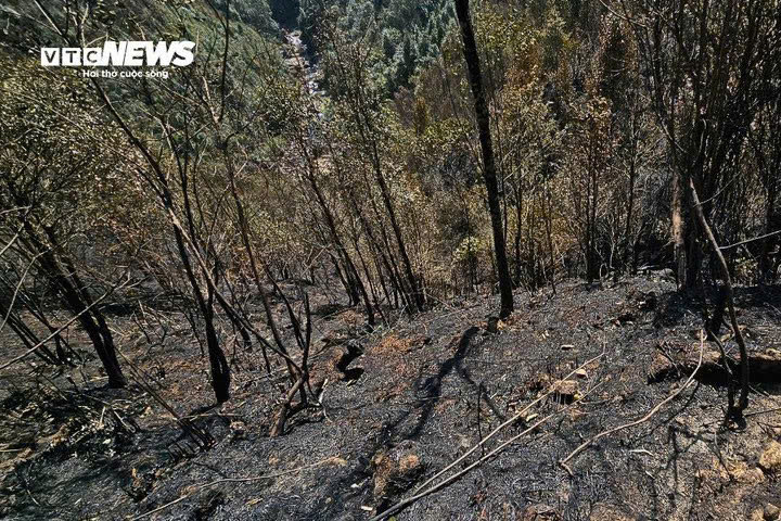 Nền nhiệt gia tăng và thời tiết cực đoan khiến thảm rừng Hoàng Liên Sơn dễ tổn thương hơn, làm biến đổi điều kiện sinh thái vốn duy trì hệ sinh thái núi cao lạnh ẩm.