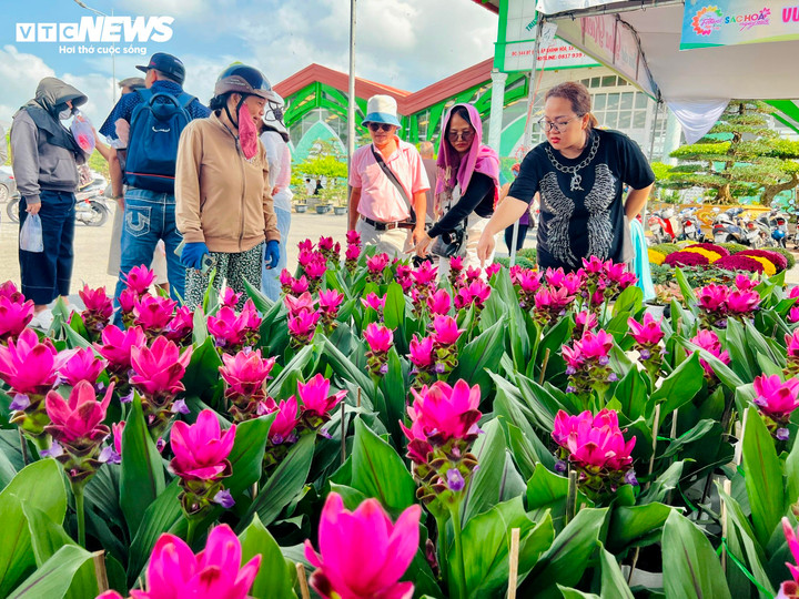 Du khách dừng chân tham quan, tìm mua hoa nghệ sen tại Festival Hoa - Kiểng Sa Đéc lần thứ II. (Ảnh: Nguyễn Liến)