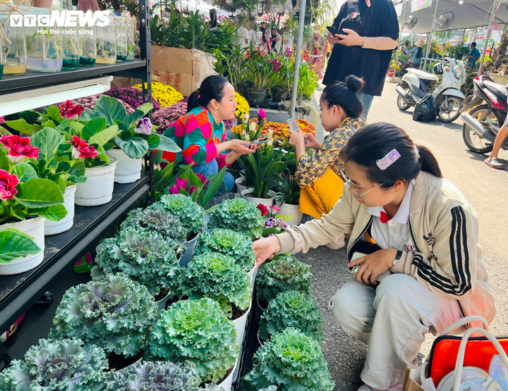 Người trồng hoa Sa Đéc ứng dụng công nghệ nuôi cấy mô, tạo ra những giống hoa mới lạ, phù hợp thị hiếu thị trường. (Ảnh: Nguyễn Liến)