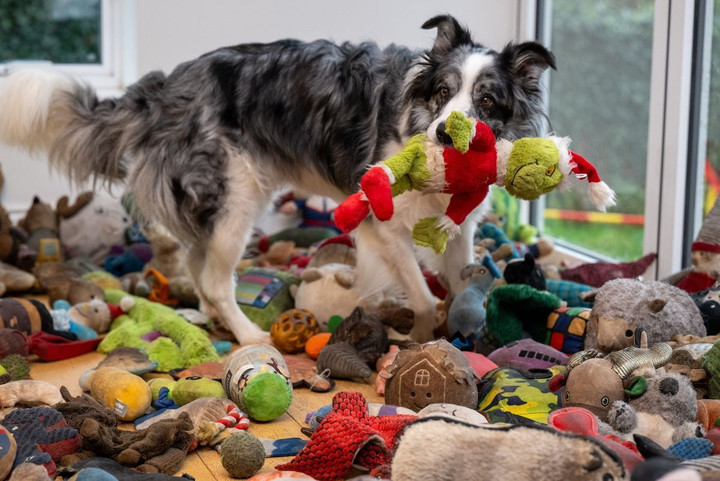 Harvey cũng dùng xúc giác để tìm đúng món đồ chơi. (Ảnh: Tony Kershaw / SWNS)