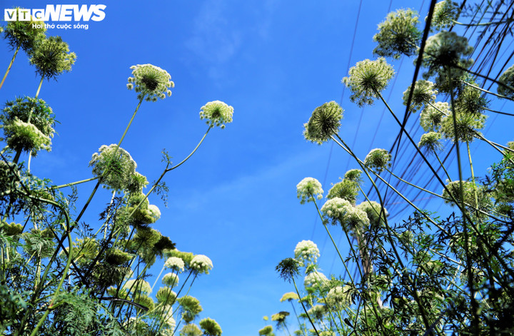 Những ngày này, ở Đà Lạt, (tỉnh Lâm Đồng) hoa cà rốt đang vào mùa nở rộ, lặng lẽ bung cánh trên những luống đất đỏ bazan, khiến không ít người dừng bước vì ngạc nhiên. Loài hoa có kết cấu hao hao hoa Bồ Công Anh nhưng lại có kích thước lớn như hoa Cẩm Tú Cầu, du khách muốn săn được hoa này tại Đà Lạt phải khó gấp chục lần so với săn mây.