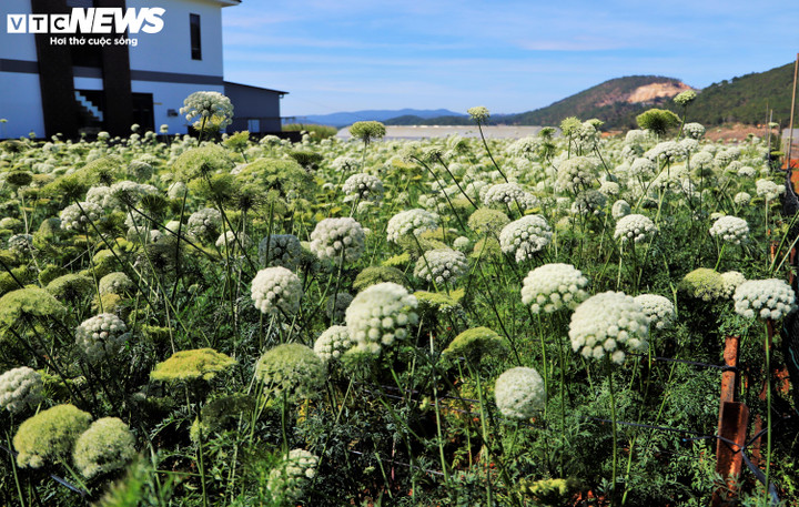 Mỗi năm một vài nhà vườn tại Đà Lạt sẽ trồng cây cà rốt theo phương pháp đặc biệt, dưỡng cho mọc hoa để lấy hạt giống, chuẩn bị cho mùa sau chứ không ưu tiên cho việc lấy củ. Vị vậy, cây cà rốt mới có dịp trổ bông.