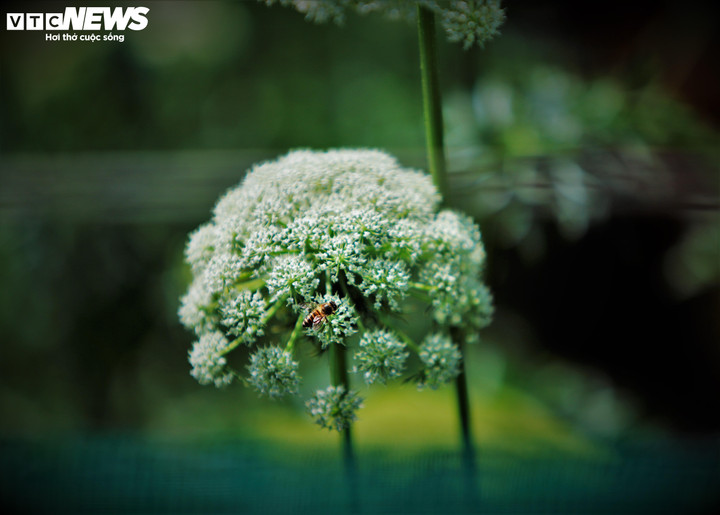 Trong bối cảnh Đà Lạt vốn đã quá quen với những mùa hoa nổi tiếng, sự xuất hiện lặng lẽ của hoa cà rốt giống như một nốt trầm, không ồn ào nhưng đủ để tạo nên một cảm xúc khác.