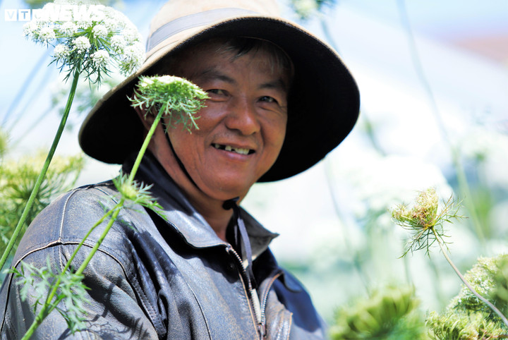 Ông Đỗ Ngọc Hải, chủ vườn cà rốt tại thôn Đá Quý chia sẻ, năm nay nhà ông trồng 5ha cà rốt ra hoa để phục vụ hoa cắm cho các sự kiện, đồng thời lấy hạt giống để cung cấp cho các hộ trồng vụ sau.