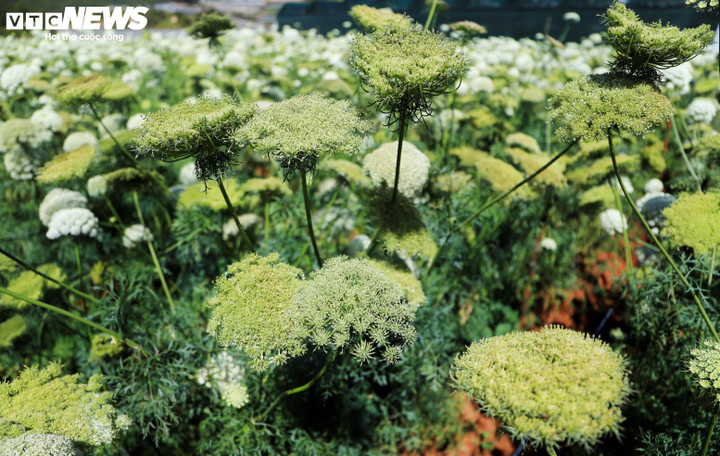 Thêm một điều khiến hoa cà rốt trở thành một loại "hàng hiếm" khó tìm vì thời gian ra nở và tàn của loài hoa này rất ngắn, chỉ trong vòng 7 ngày và còn phụ thuộc vào thời tiết. Hoa cà rốt khi tàn sẽ có một màu xanh đặc biệt.