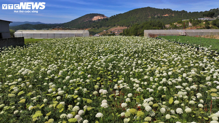 Hoa nhỏ, li ti, kết thành từng chùm như những chiếc ô tí hon, màu trắng ngà hoặc hơi ngả xanh, nhìn gần mới thấy rõ từng cánh mỏng manh xếp đều đặn quanh nhụy.