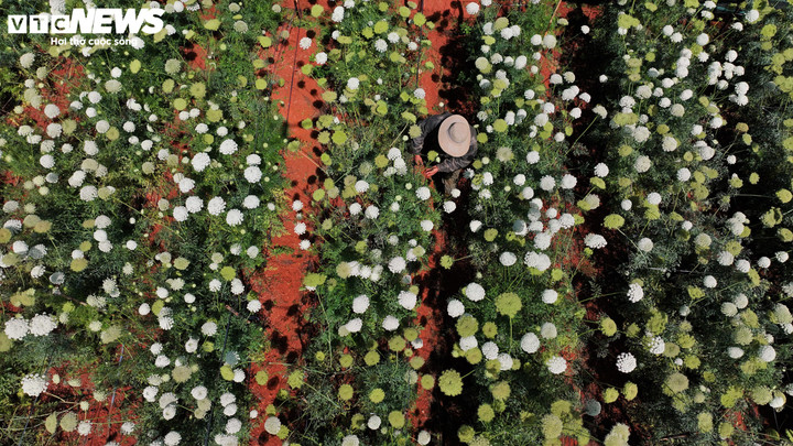 Trong một thế giới mà con người ngày càng quen với những hình ảnh được trau chuốt, dàn dựng và lan truyền chóng mặt trên mạng xã hội, sự xuất hiện giản dị của hoa cà rốt ở Đà Lạt mang đến một cảm giác khác: cảm giác về một vẻ đẹp tự nhiên, không cần quảng bá, không cần “viral”, vẫn đủ khiến người ta dừng lại.