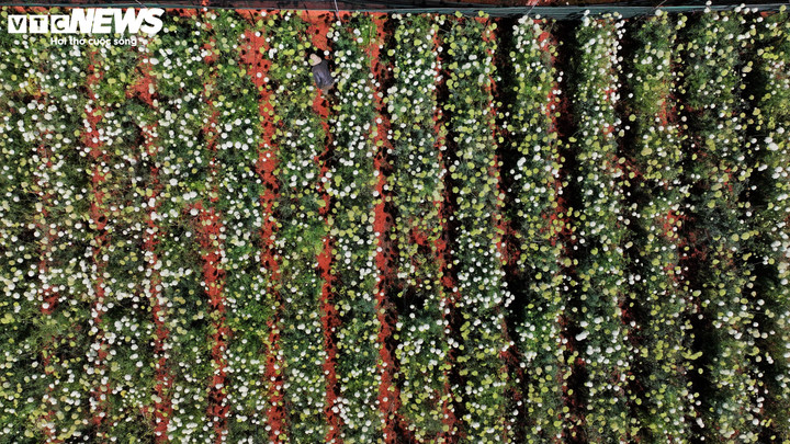 Trong ký ức của nhiều người, cà rốt chỉ là một loại rau củ quen thuộc, gắn với những sạp hàng ẩm ướt ở chợ, với bếp ăn gia đình, với những bữa cơm giản dị. Ít ai nghĩ rằng, từ loài rau lấy củ ấy, lại có thể mọc lên một loài hoa thanh mảnh, tinh tế và mang một vẻ đẹp rất khác.