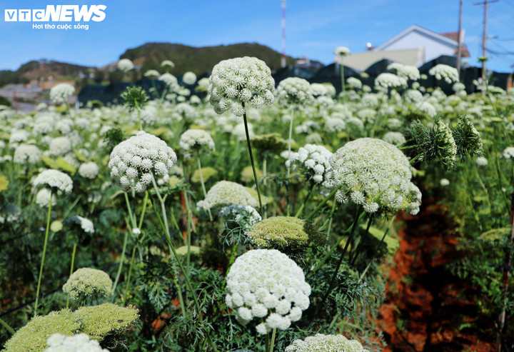 Việc trồng Cà Rốt ra bông và lấy hạt chủ yếu tập trung tại các nhà vườn ở khu vực Trại Mát (cách trung tâm Đà Lạt khoảng 7 km và xã Xuân Thọ, nằm cách trung tâm Đà Lạt khoảng 11 km.