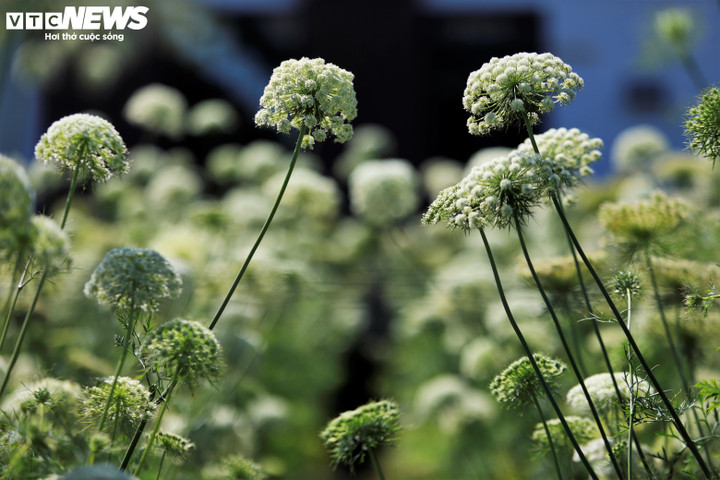 Cả cụm hoa vươn lên từ thân cây cao và mảnh, tạo nên một dáng vẻ vừa giản dị vừa thanh thoát, giống như một loài hoa dại của cao nguyên hơn là hoa của một loại rau quen thuộc.