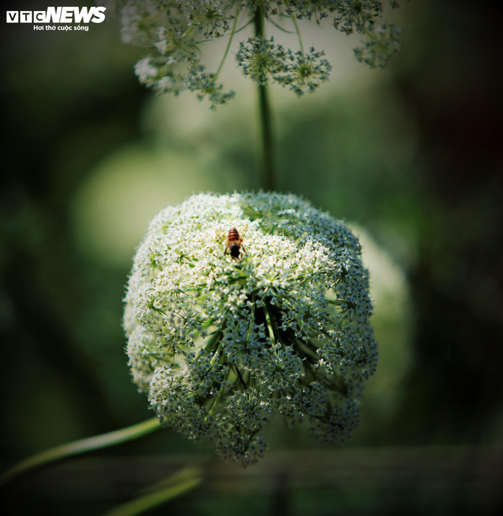 "Tôi không làm dịch vụ nhưng nên nếu ai xin vào thăm vườn và chụp ảnh tôi đều đồng ý. Có nhiều du khách đi ngang ghé qua đều hỏi: Chú ơi, hoa gì mà đẹp thế? Khi tôi trả lời là hoa cà rốt thì đều nhận lại nhiều sự ngạc nhiên hài hước: Cà rốt có củ chứ làm gì có hoa hả chú?", ông Hải chia sẻ.