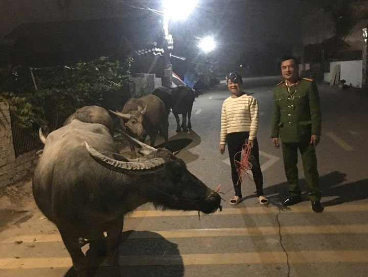 Đàn trâu 6 con lạc chủ được lực lượng công an phát hiện trên tuyến đường ở tổ dân phố Yên Doãn 2 (phường Đông Quang).