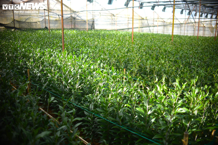 Những vườn hoa ly xanh tốt, vươn mình trong năm ấm chờ đến Tết Nguyên đán phục vụ người dân.