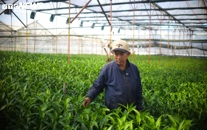 Tại làng hoa Thái Phiên (Đà Lạt), nhiều nông dân trồng hoa ly cho biết hiện tại lứa hoa phục vụ Tết Nguyên đán 2026 đã sẵn sàng. Nếu thời tiết thuận lợi, hoa sẽ nở đúng Tết.