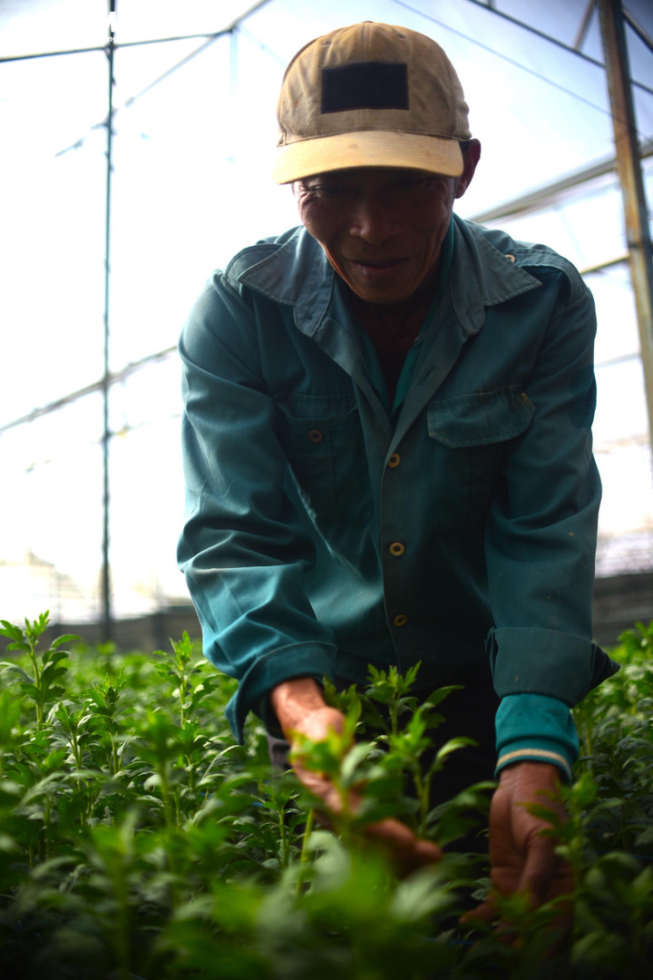 Ông Trần Đình Đề (ở làng hoa Thái Phiên) cho biết, năm nay gia đình rất kỳ vọng vào vụ hoa Tết vì ở nhiều địa phương khác bị ngật lụt nghiêm trọng nên không kịp xuống giống, trồng hoa Tết như mọi năm.