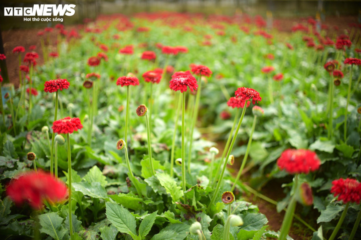 Hoa đồng tiền là một trong những loài hoa được yêu thích và trưng bày trong ngày Tết bởi màu sắc, hình dáng dễ thương.