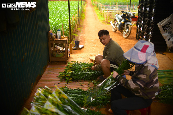 Theo các nhà vườn, hiện nay có đã thương lái đến đặt hàng cho vụ hoa Tết năm nay.