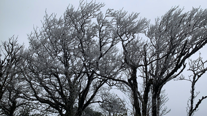 Băng giá xuất hiện trên đỉnh Phia Oắc, Cao Bằng sáng 6/1. (Ảnh: Kim Phương)