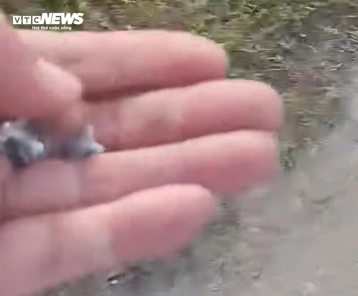 Người dân phản ánh thu nhặt được rất nhiều đinh trên tuyến đường Hiền Sỹ, theo quan sát, đinh cùng một chủng loại là đinh vít cỡ ngắn. (Ảnh cắt từ clip)