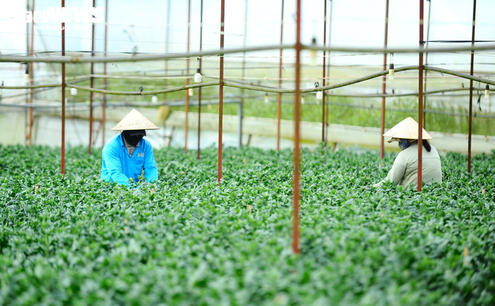 Còn hơn 1 tháng nữa là Tết Nguyên đán Bính Ngọ 2026, nhưng ở các khu vực trồng hoa ở Đà Lạt (Lâm Đồng): Thái Phiên, làng hoa Vạn Thành, Hà Đông… không khí Tết đã đến từ rất sớm bằng nhịp lao động hối hả của nhà vườn bước vào vụ hoa quan trọng nhất trong năm.