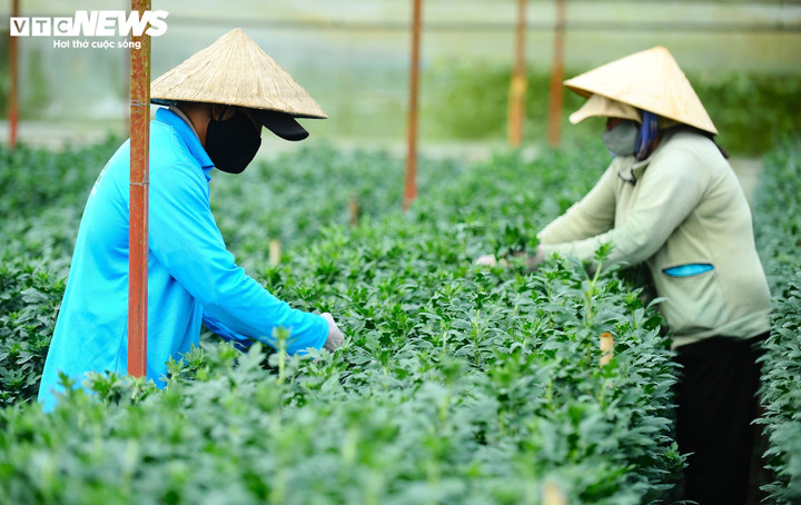 Theo người dân, hiện nay công việc chủ yếu của người trồng hoa là cắt tỉa lá, nụ để hoa ra đều và lớn búp. Mọi việc đều được làm thủ công cẩn thận.