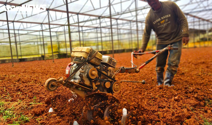 “Cả năm trông chờ mấy tuần này. Hoa mà nở sớm quá hay trễ quá là coi như mất Tết”, một chủ vườn ở Thái Phiên nói.