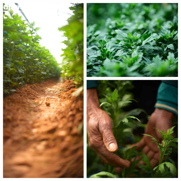 Những chồi non vươn mình trong nắng mang theo nhiều hy vọng của người nông dân trồng hoa Đà Lạt.