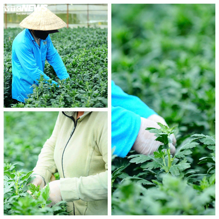 Người trồng hoa vào vườn từ lúc sương còn phủ dày trên mái nhựa, kiểm tra từng luống cúc, từng chậu lan, từng giàn hoa ly, hoa hồng. Đây là giai đoạn “nước rút”, khi chỉ cần một sai sót nhỏ về nước tưới, ánh sáng hay nhiệt độ cũng có thể ảnh hưởng đến chất lượng hoa đúng dịp Tết.