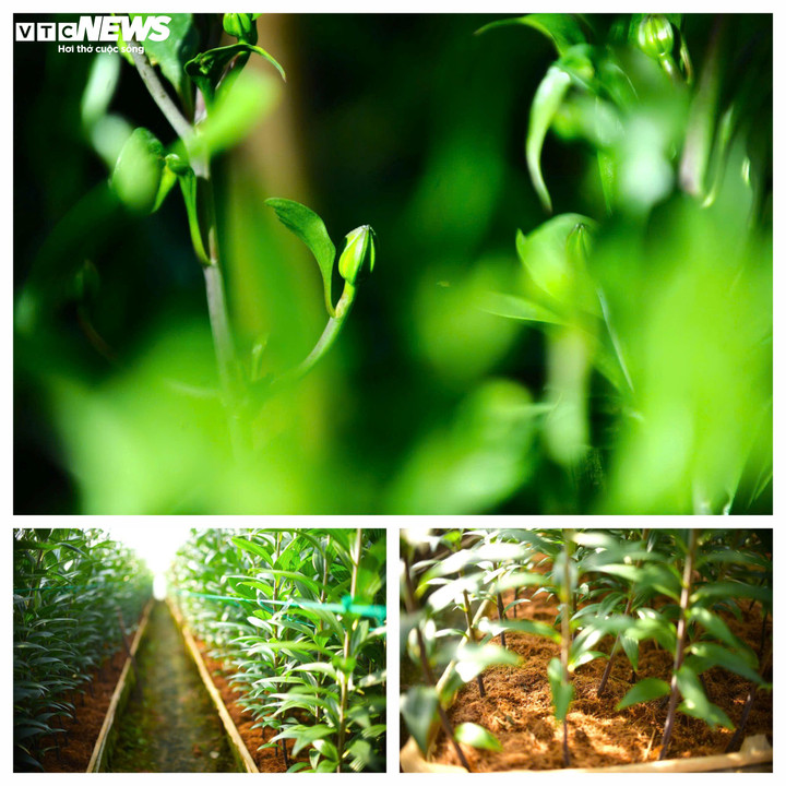 Hoa Đà Lạt không chỉ phục vụ thị trường nội tỉnh mà còn đi khắp miền Trung, miền Đông Nam Bộ, thậm chí ra miền Bắc. Mỗi chuyến xe rời vườn không chỉ chở hoa, mà chở theo công sức, hy vọng và cả sự hồi hộp của người trồng.