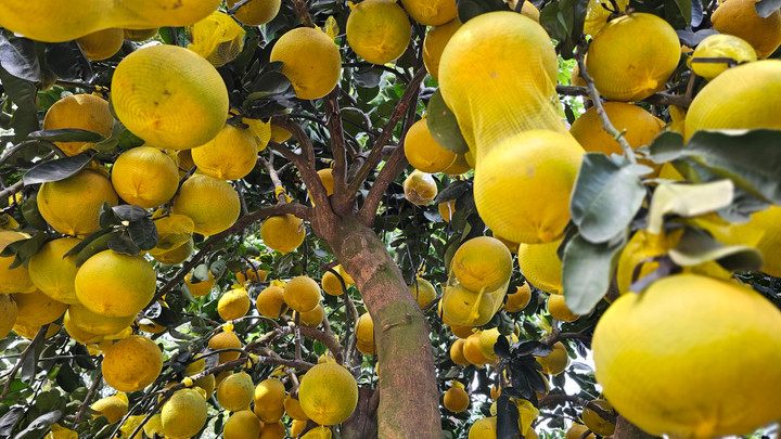 Về chất lượng, bưởi Diễn được đánh giá là loại cây cảnh có độ bền vượt trội. Nếu chăm sóc tốt, cây có thể giữ màu và dáng đẹp qua Tết, thậm chí chơi đến tháng 7 năm sau; một số cây có thể giữ trái đến tận tháng 10, tháng 11.