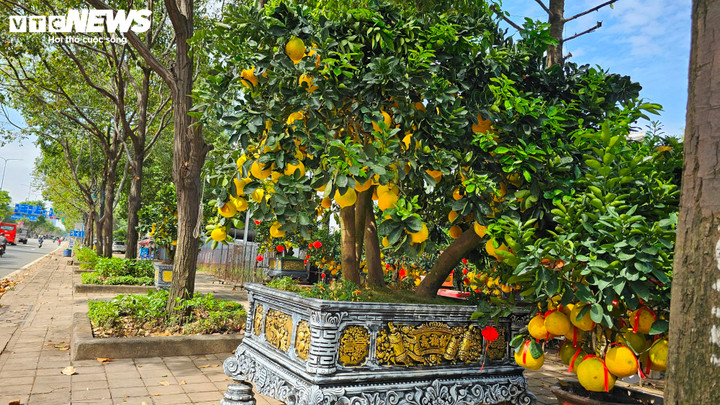 Đáng chú ý, phân khúc bưởi size đại năm nay tăng giá mạnh so với cùng kỳ. Nếu như Tết năm ngoái, những cây lớn nhất chỉ dao động khoảng 45 - 50 triệu đồng/cây thì năm nay, mức giá đã được điều chỉnh tăng do khan hiếm nguồn hàng.