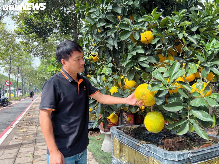 Anh Nguyễn Văn Nghĩa (phường Phước Long, TP.HCM) đi chọn mua bưởi Diễn. Anh cho rằng mức giá bưởi Diễn năm nay tăng nhưng có thể chấp nhận được. Vì để có được một cây bưởi đẹp trưng Tết, người làm vườn phải chăm sóc suốt cả năm và vận chuyển quãng đường dài từ Bắc vào Nam, đòi hỏi nhiều công sức và kỹ thuật.