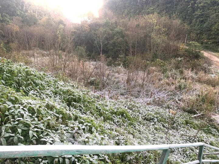 Nhiệt độ giảm sâu xuống dưới 0°C, có thời điểm xuống dưới âm 5°C, khiến băng giá xuất hiện dày đặc trên cây cối, thảm cỏ. (Ảnh: TTXVN phát)