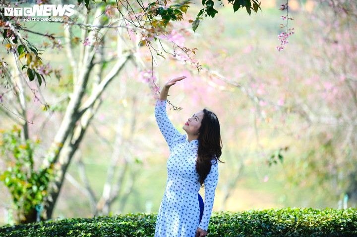 Nữ du khách đắm chìm trong không gian rợp bóng Mai Anh Đào.